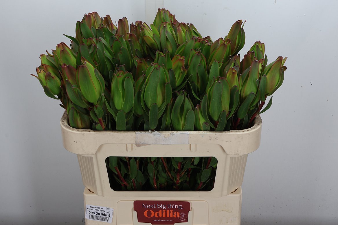 Leucadendron Laurel Yellow 70cm Spray
