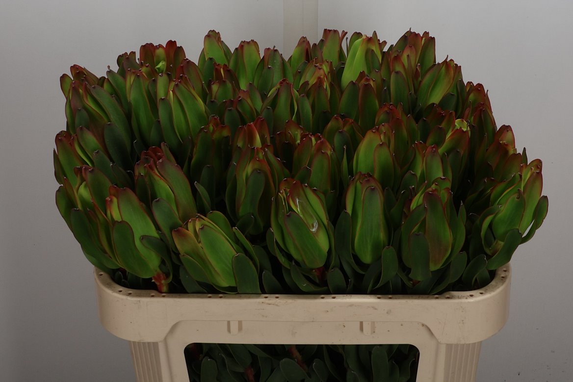 Leucadendron Laurel Yellow 70cm