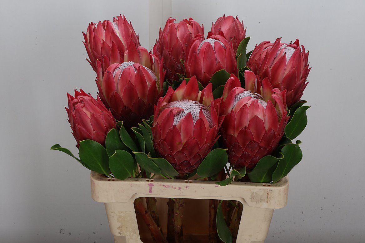 Protea Cynaroides Red Rex 60cm