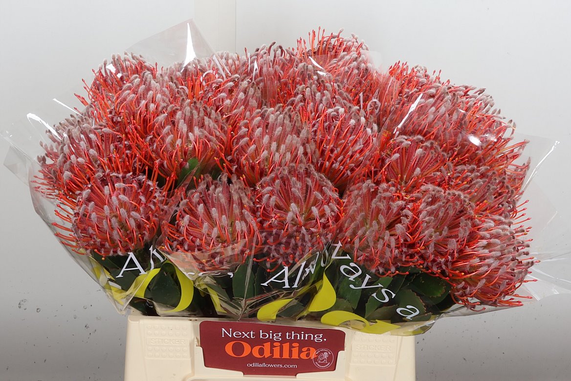 Leucospermum Scarlet Ribbon 40cm