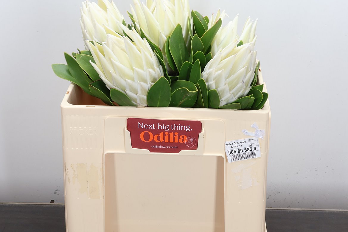 Protea Cynaroides Ayoba Arctic Ice 50cm