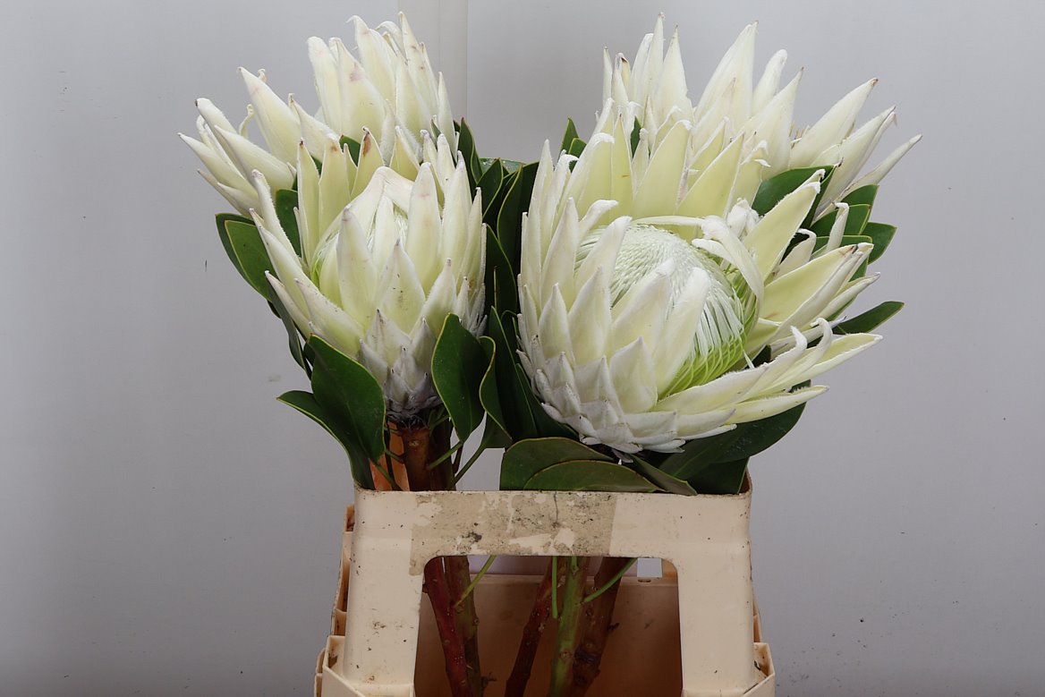 Protea Cynaroides Ayoba Arctic Ice 60cm