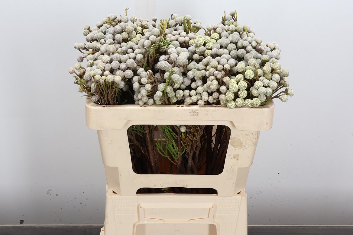 Brunia Noduliflora 50cm