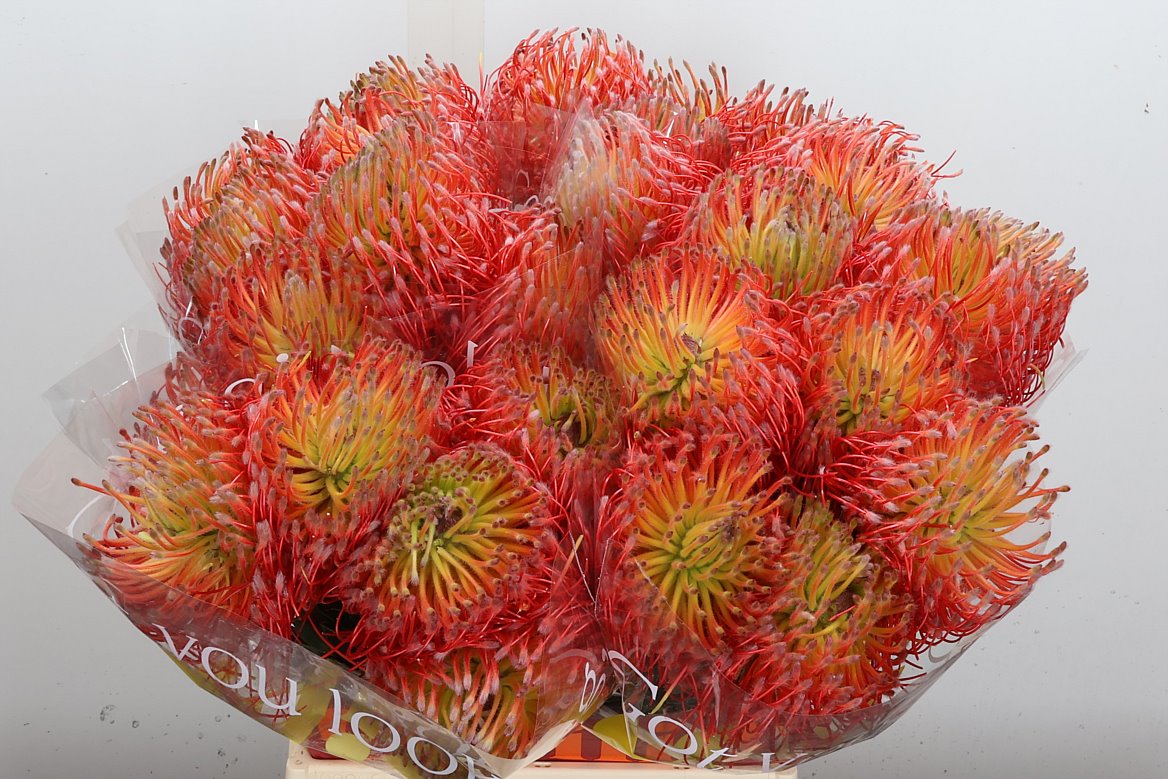 Leucospermum Ito 40cm