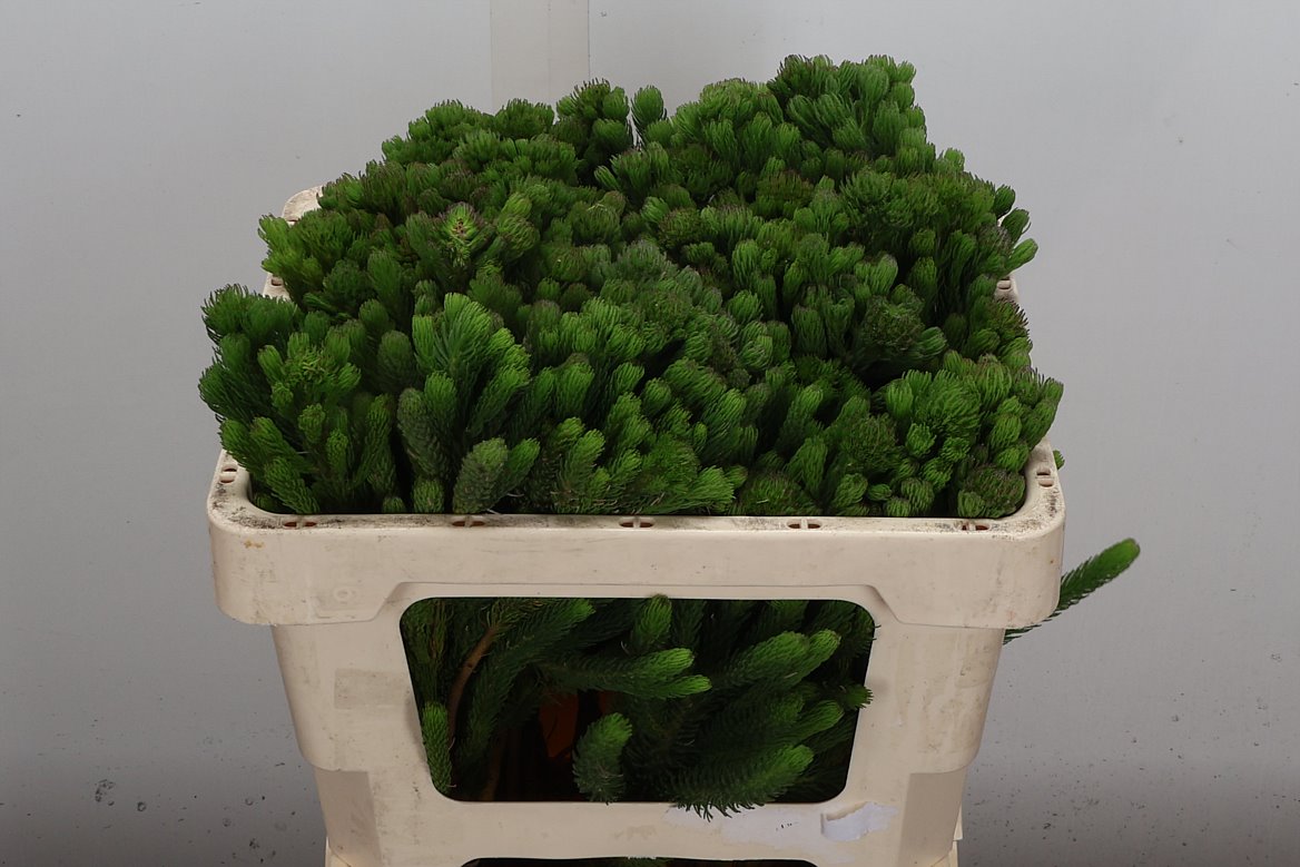 Brunia Albiflora 50cm