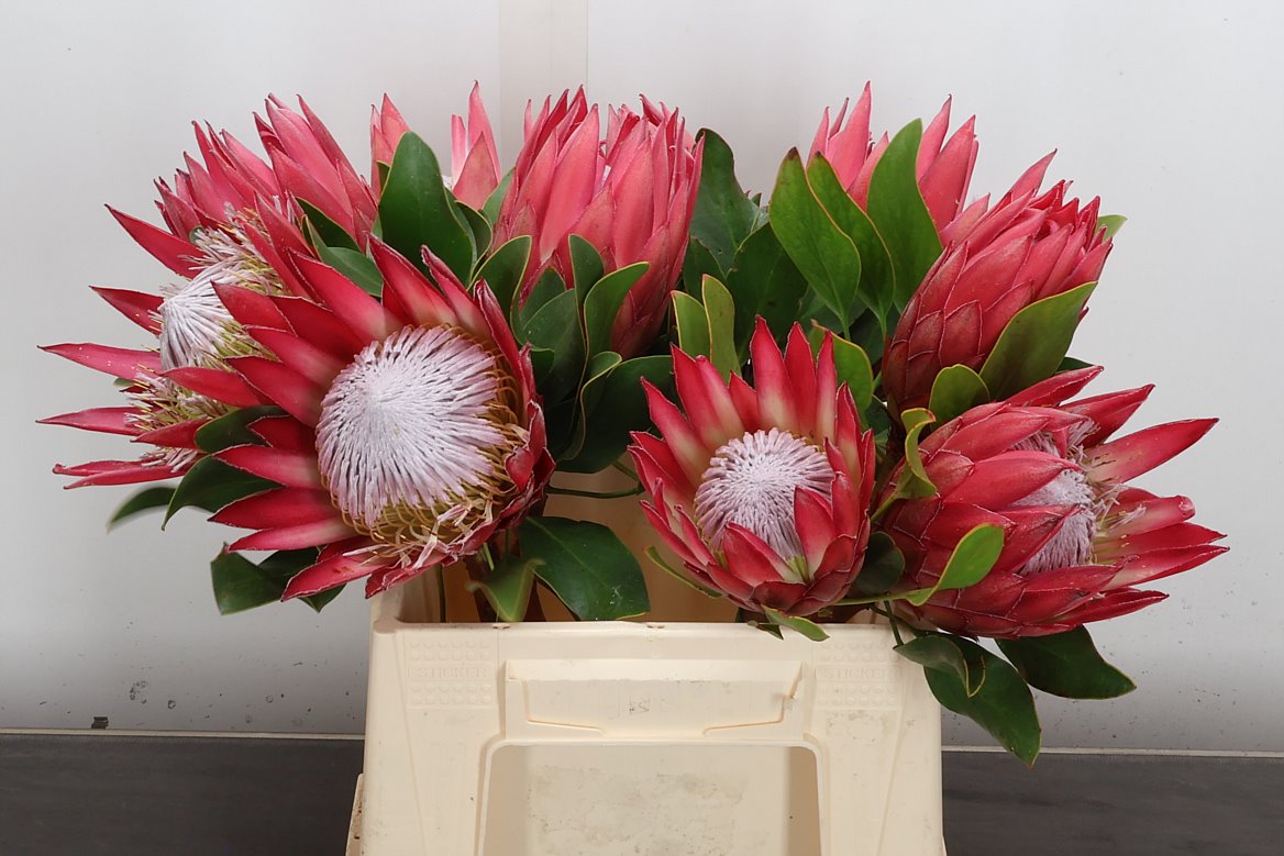 Protea Cynaroides Madiba 40cm