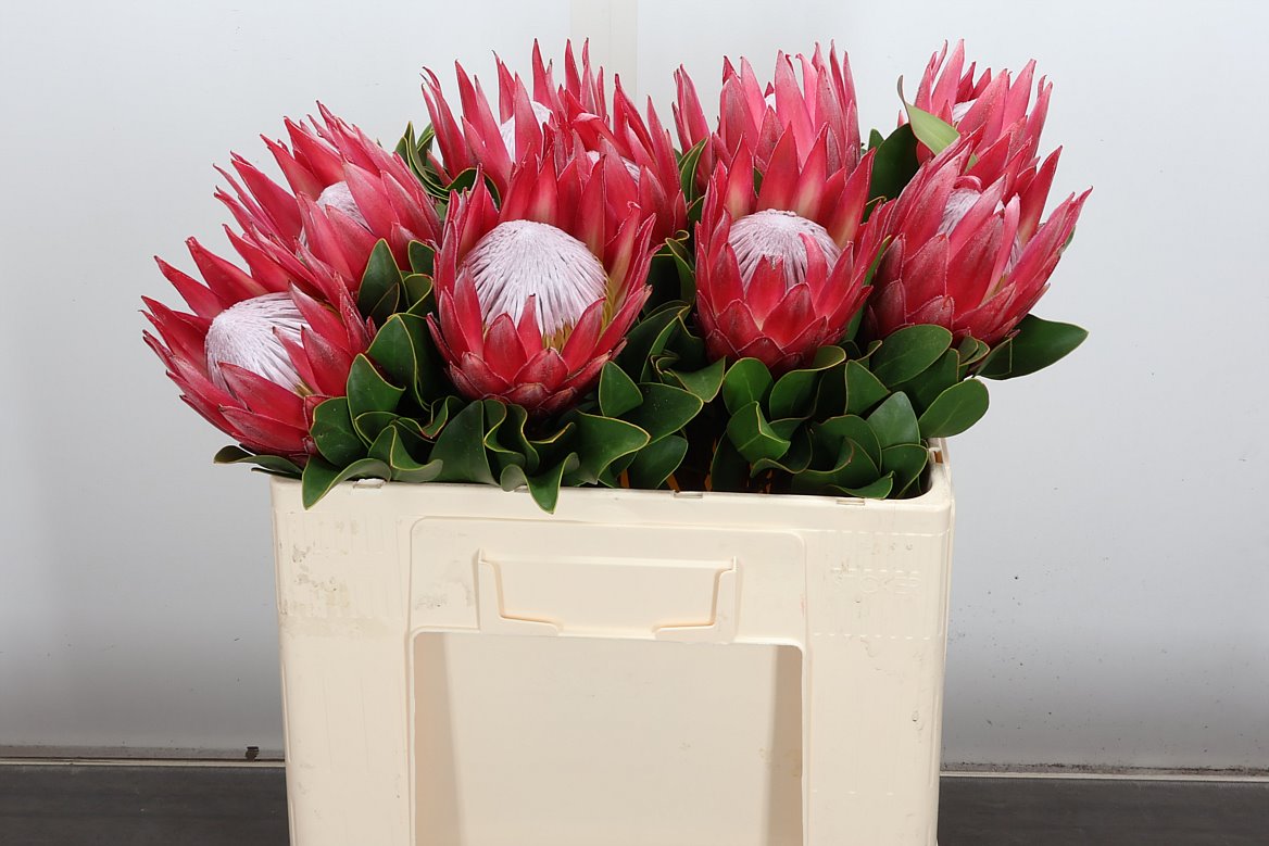 Protea Cynaroides Madiba 50cm