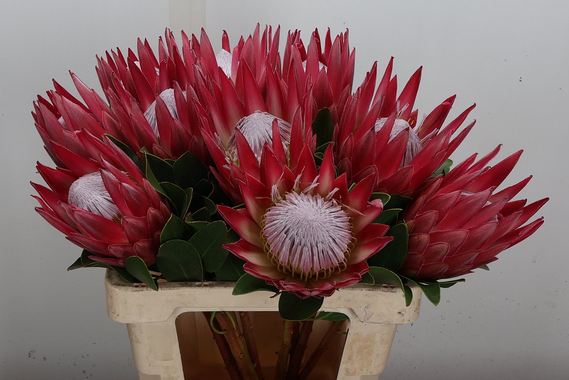 Protea Cynaroides Madiba 60cm