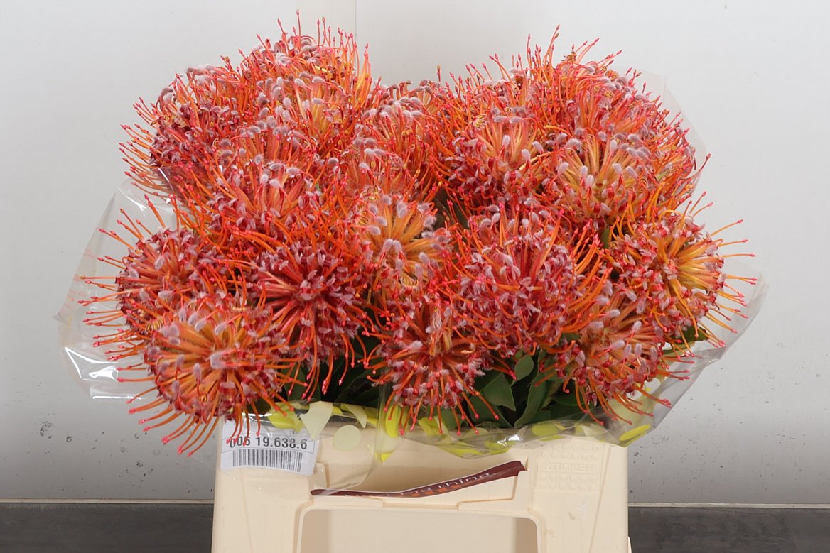 Leucospermum Naomi 40cm