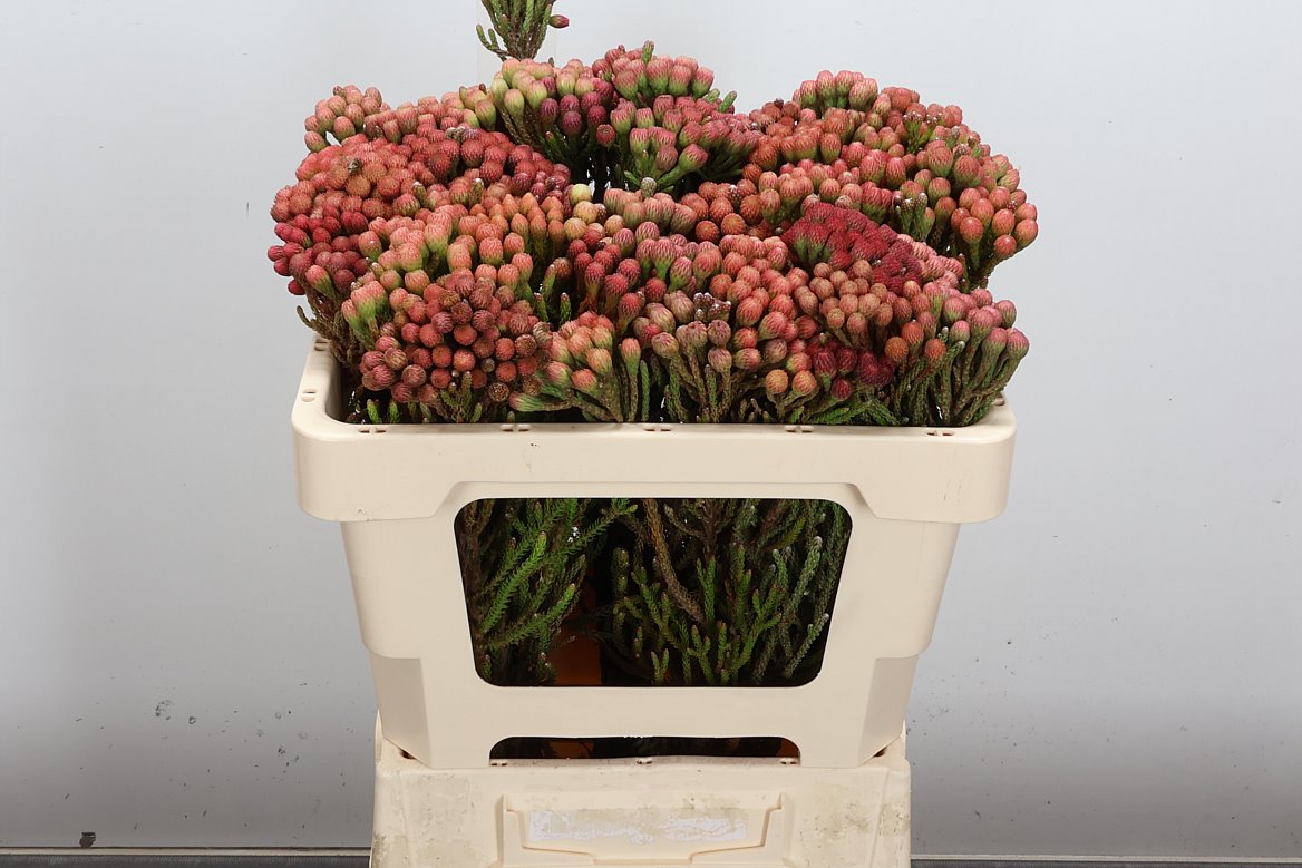 Brunia Laevis Red 50cm