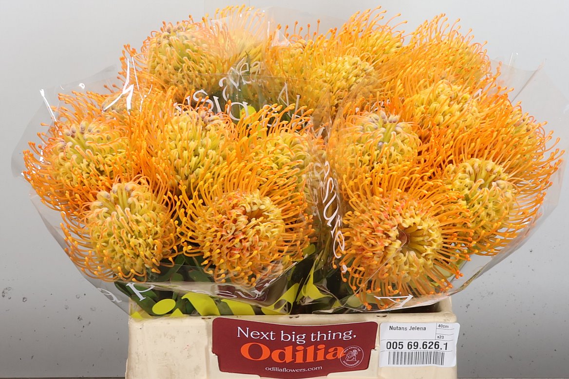Leucospermum Jelena 35cm