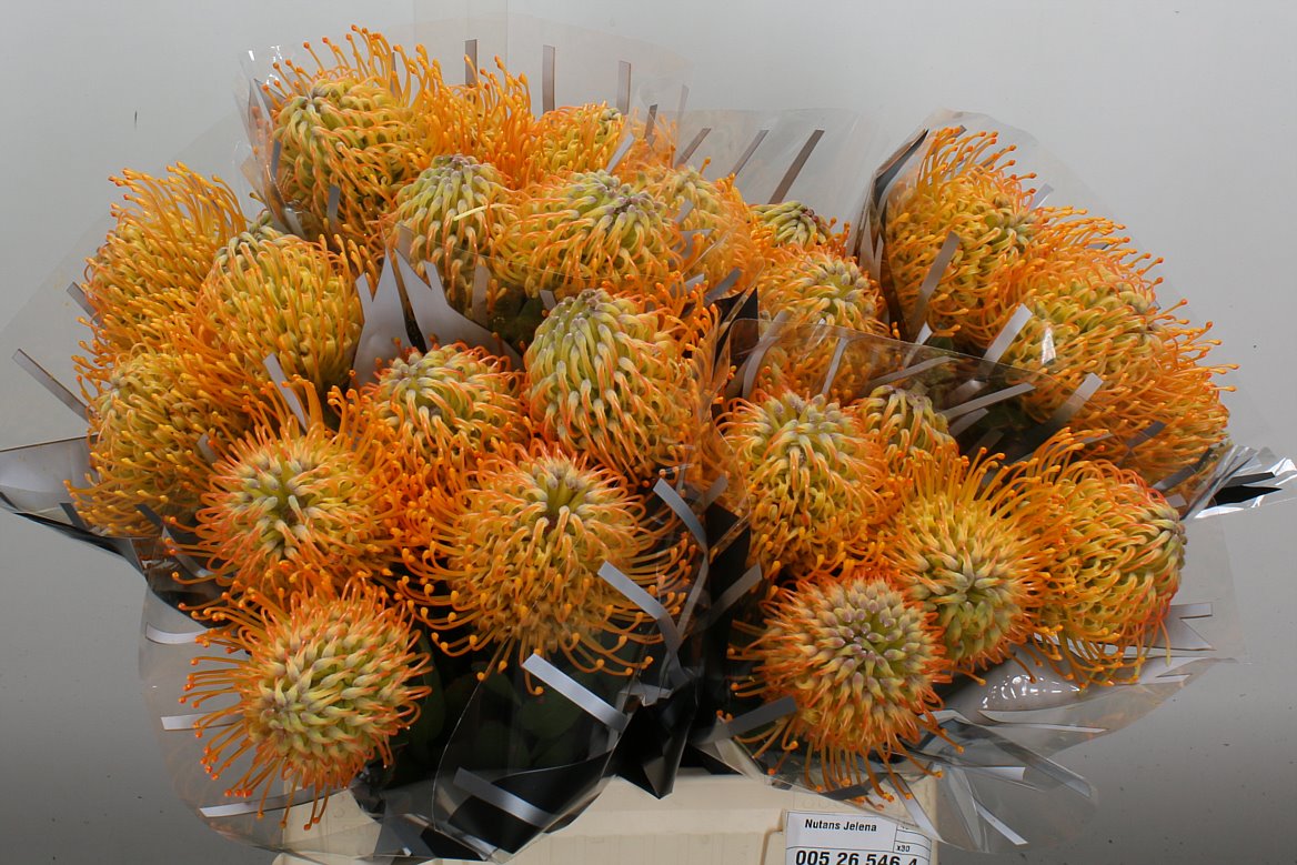 Leucospermum Jelena 40cm