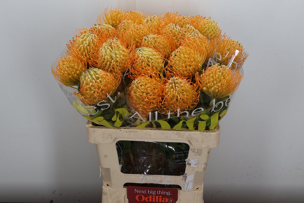 Leucospermum Jelena 60cm