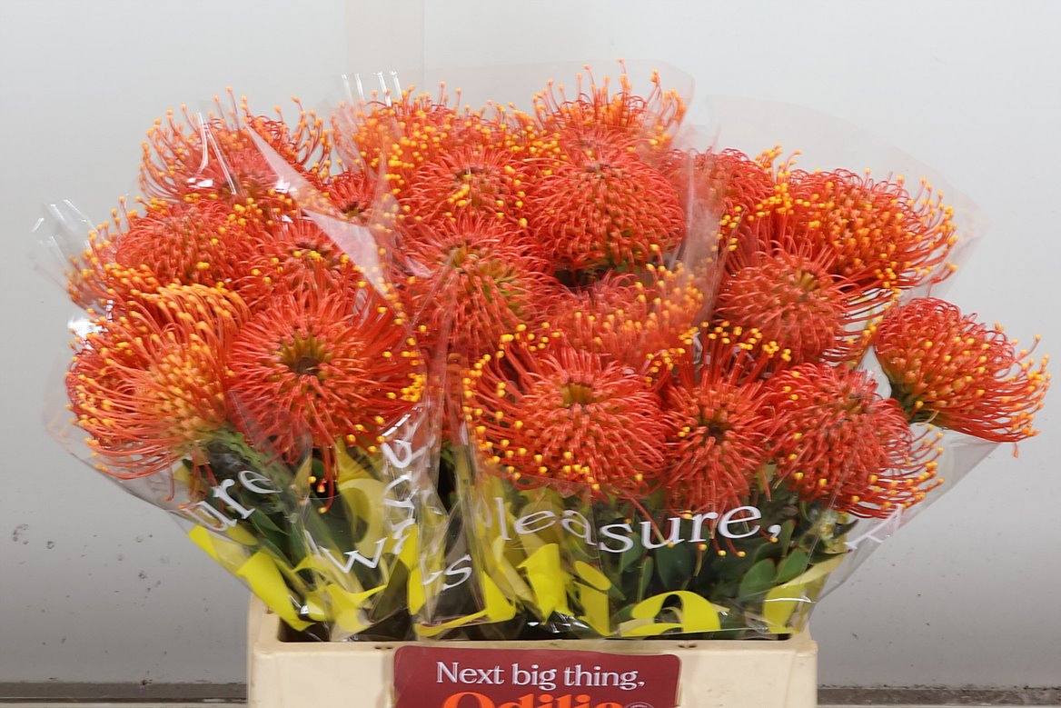 Leucospermum Gold Dust 40cm