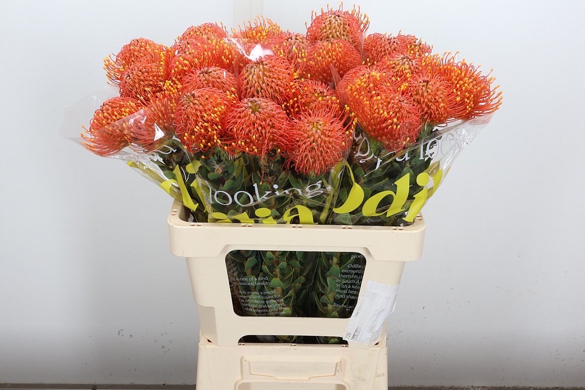 Leucospermum Gold Dust 60cm