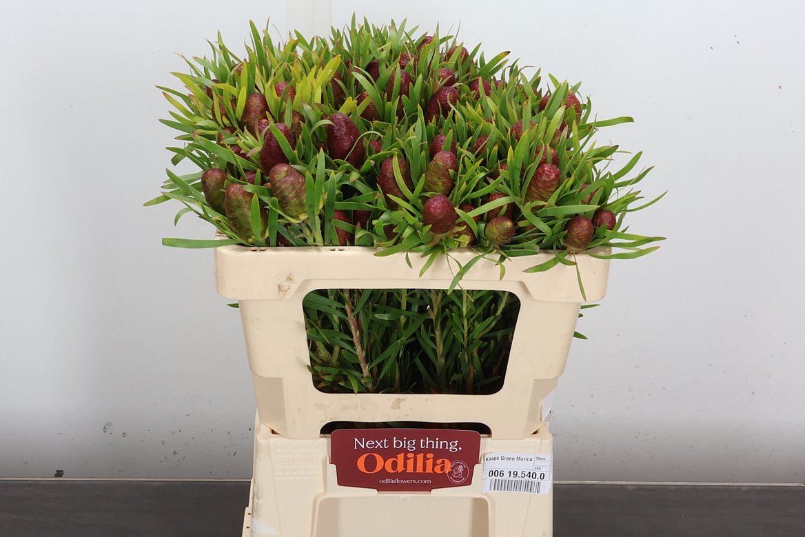 Leucadendron Salicifolium 50cm