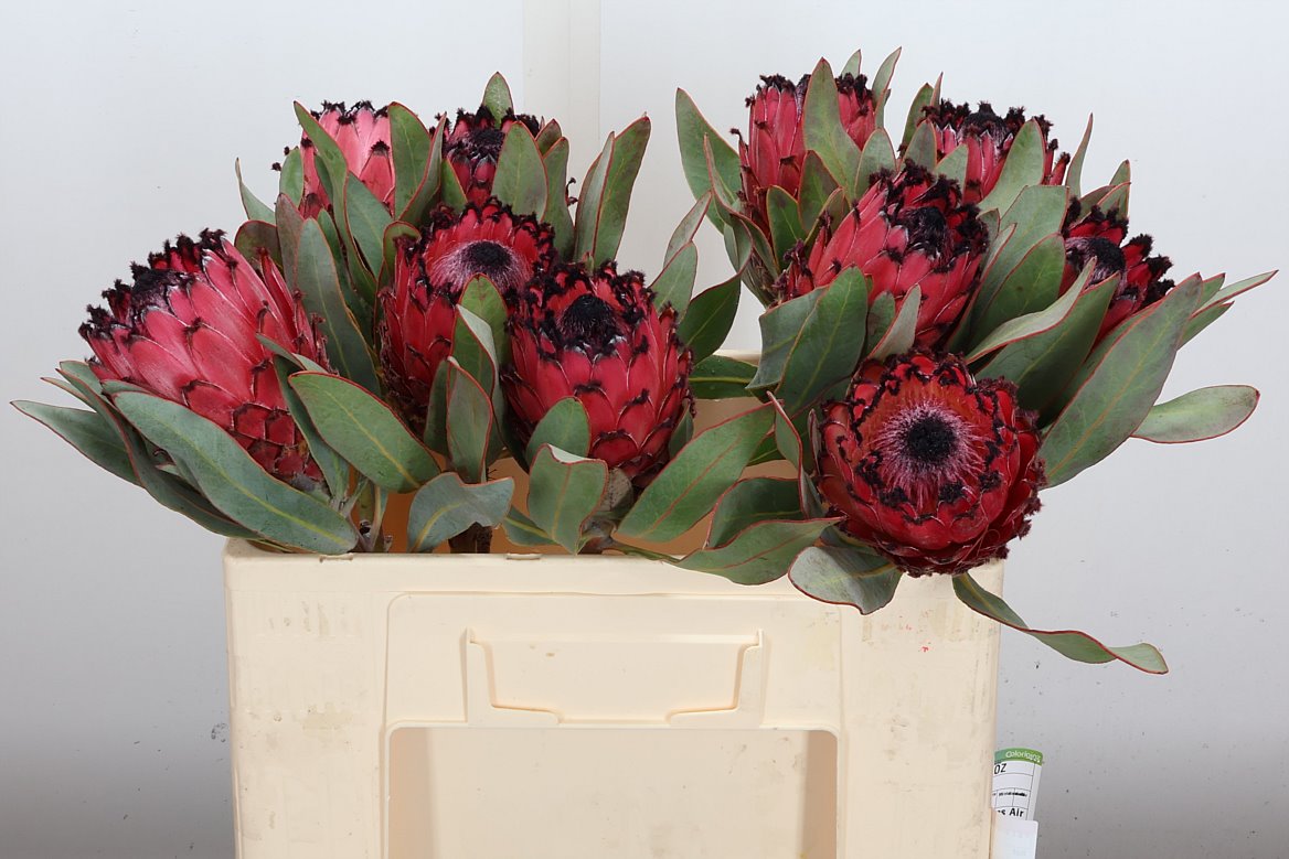 Protea Magnifica Red Beauty 50cm