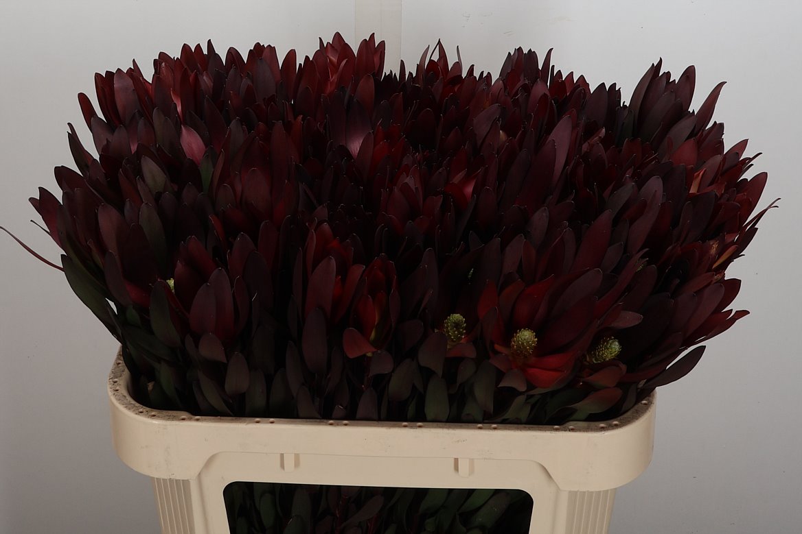 Leucadendron Safari Sunset 70cm