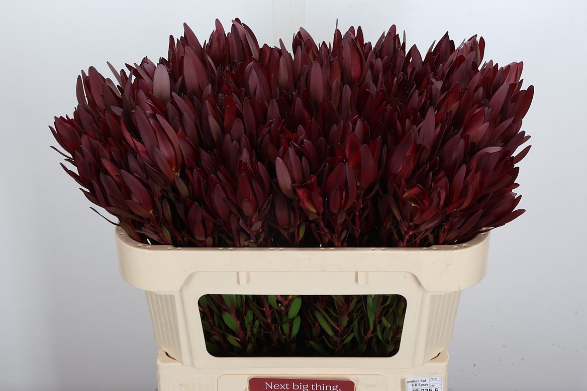 Leucadendron Safari Sunset 70cm