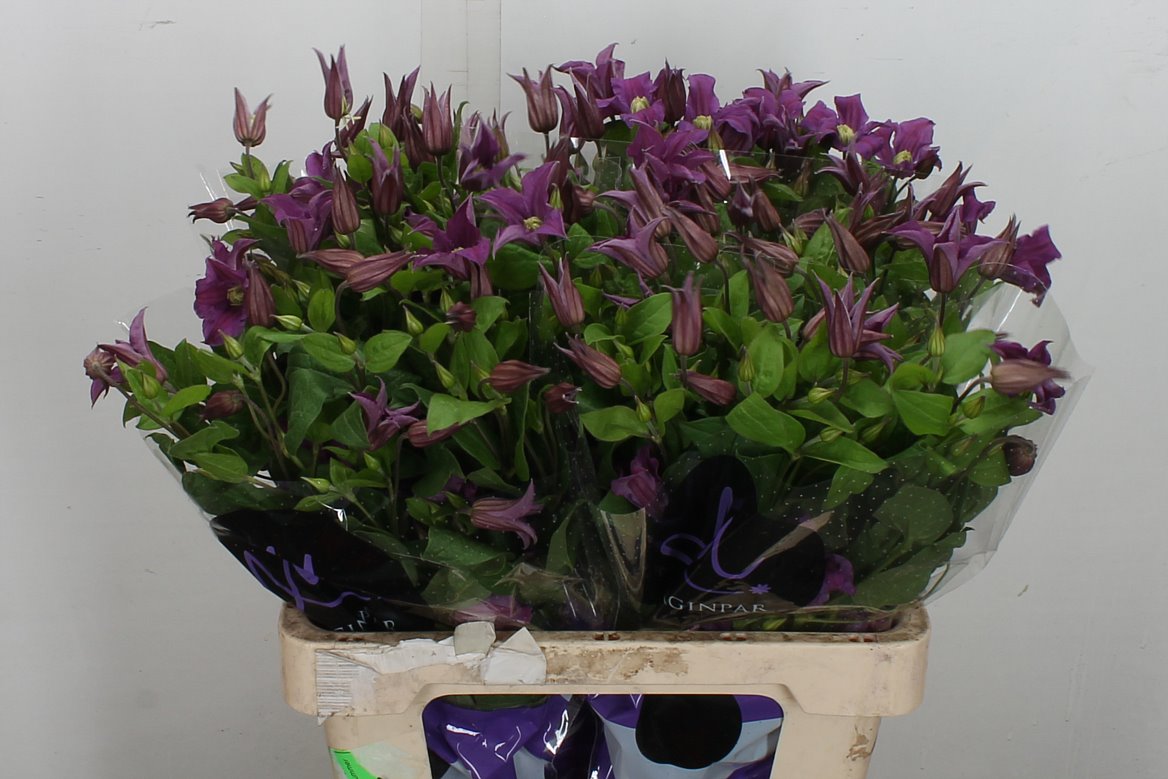 Clematis Amazing Kyiv 60cm