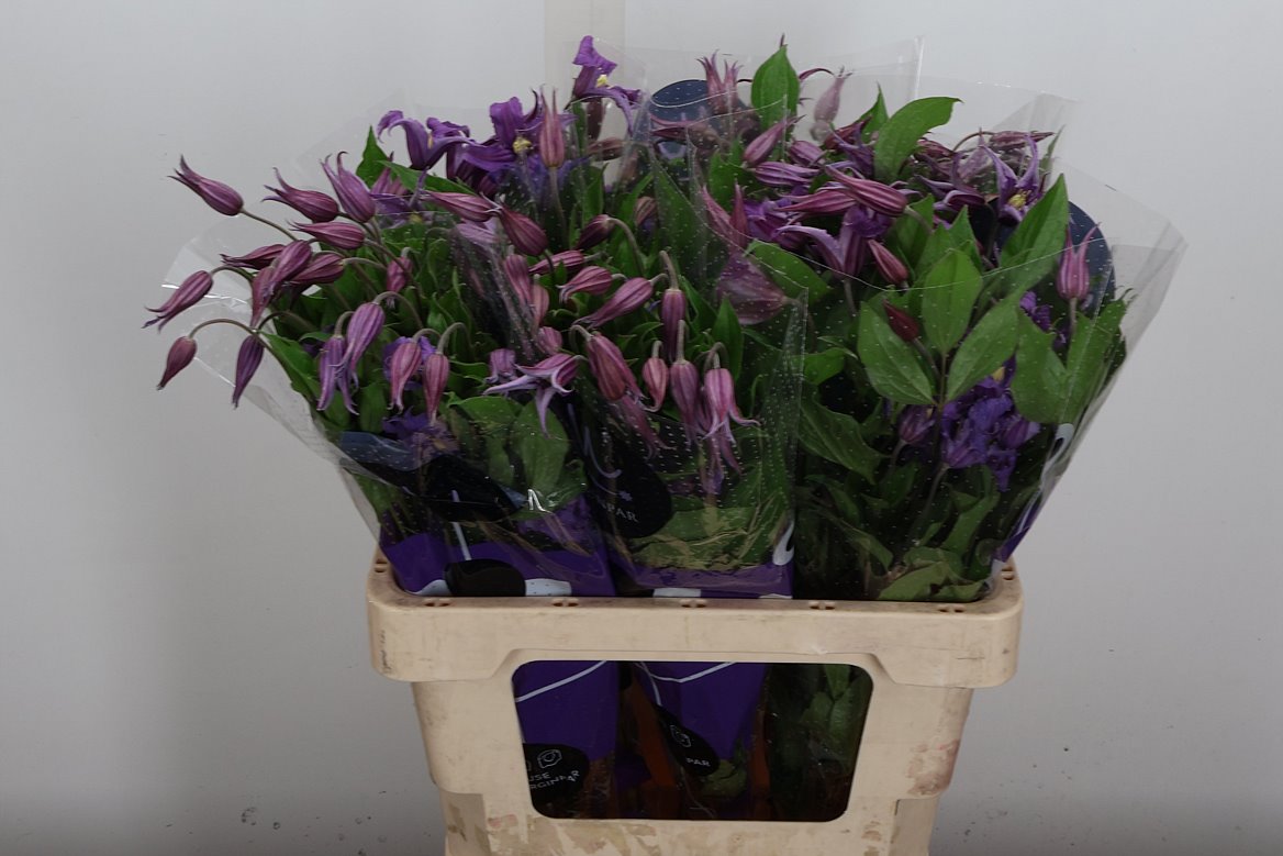 Clematis Amazing Rome 60cm