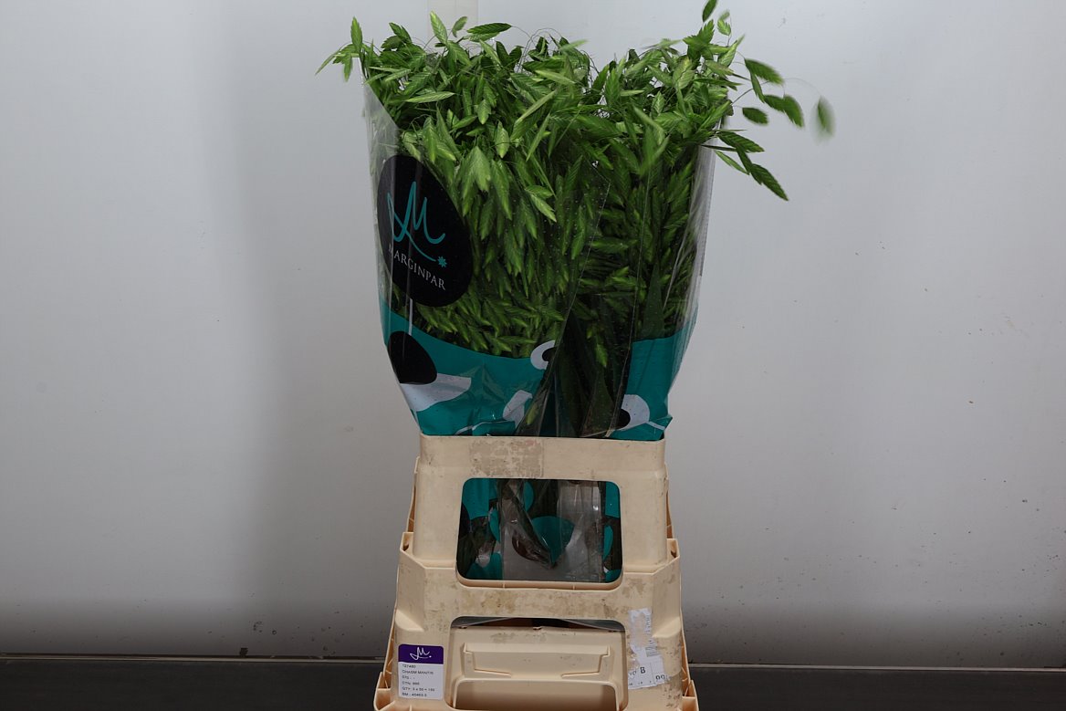 Chasmanthium Latifolium Mantis 70cm