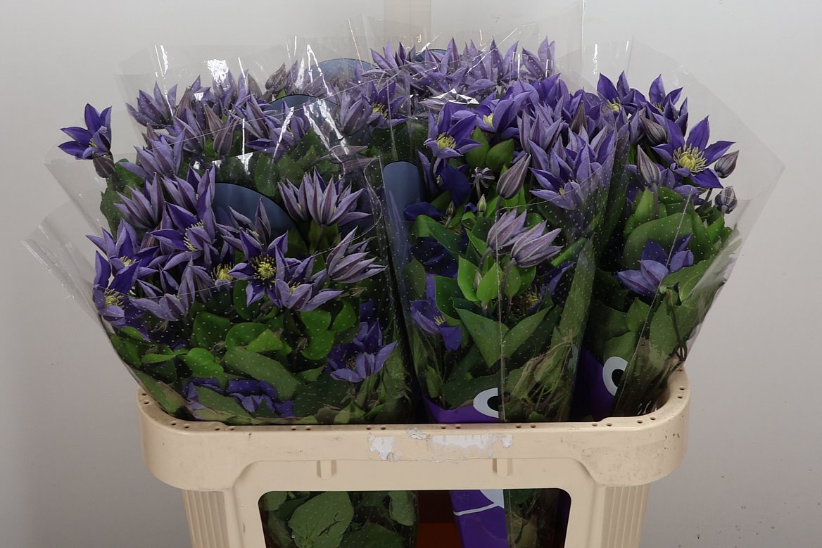 Clematis Amazing Sofia 70cm