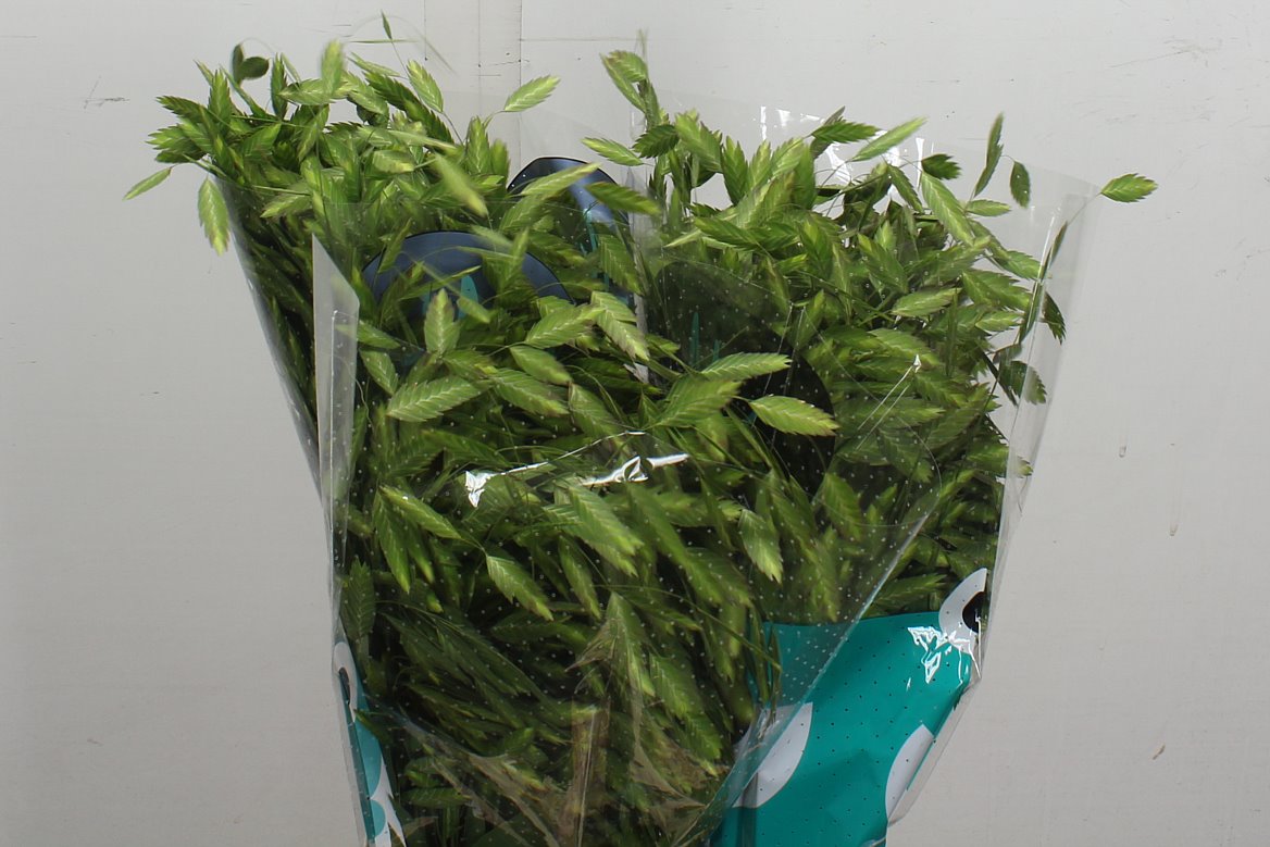 Chasmanthium Latifolium 70cm