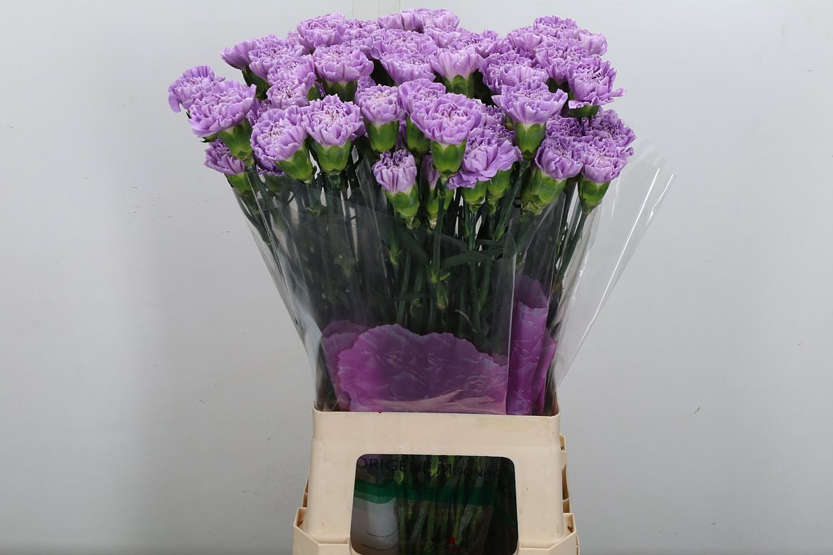 Dianthus Single Florigene Moonaqua 70cm