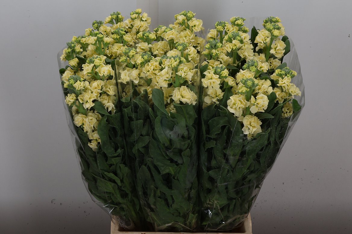Matthiola Iron Yellow 65cm