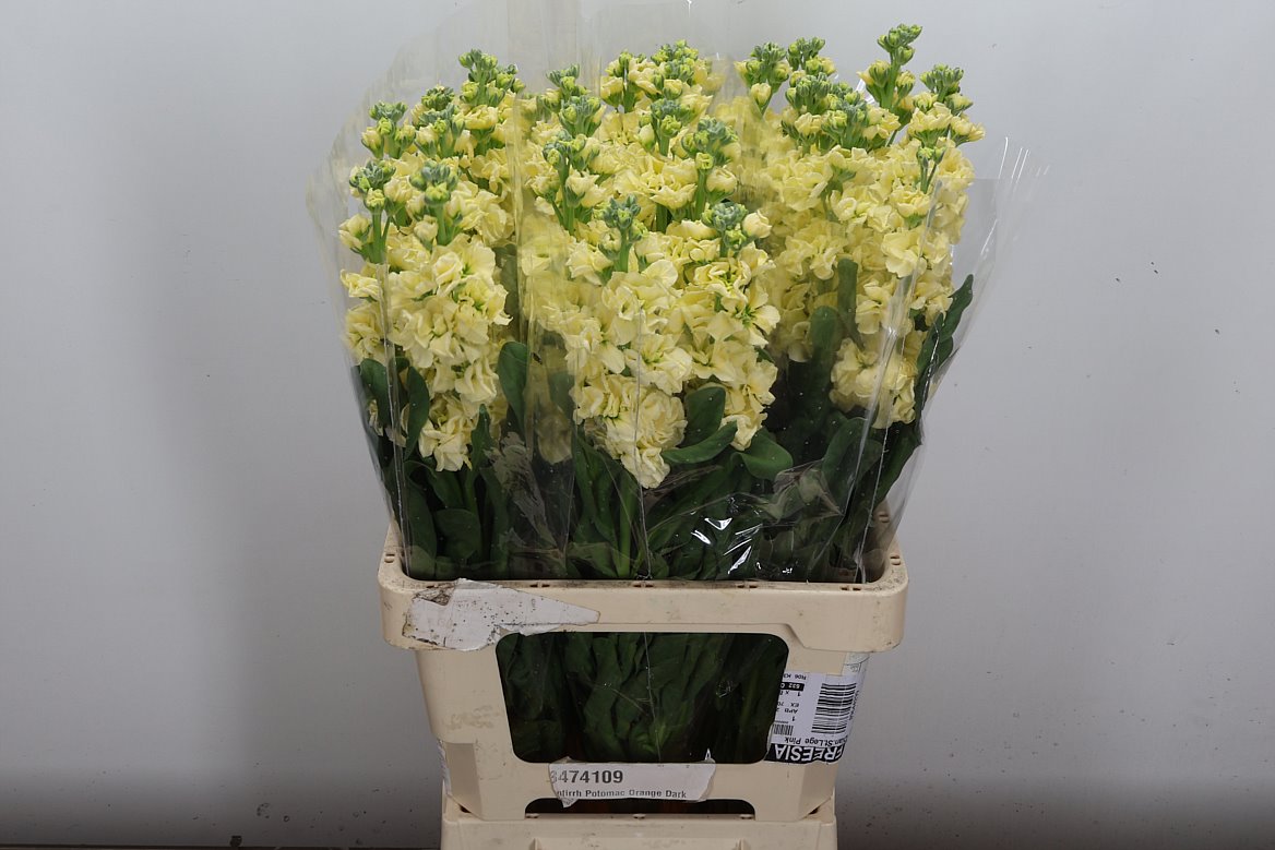Matthiola Iron Yellow 65cm