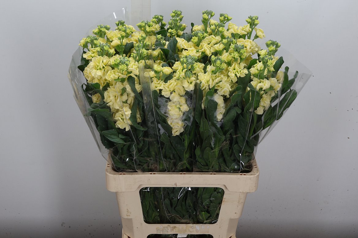 Matthiola Iron Yellow 70cm