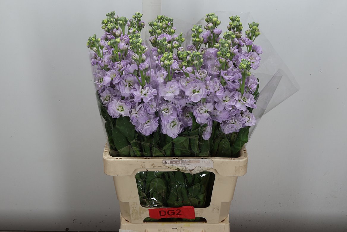 Matthiola Iron Marine 70cm