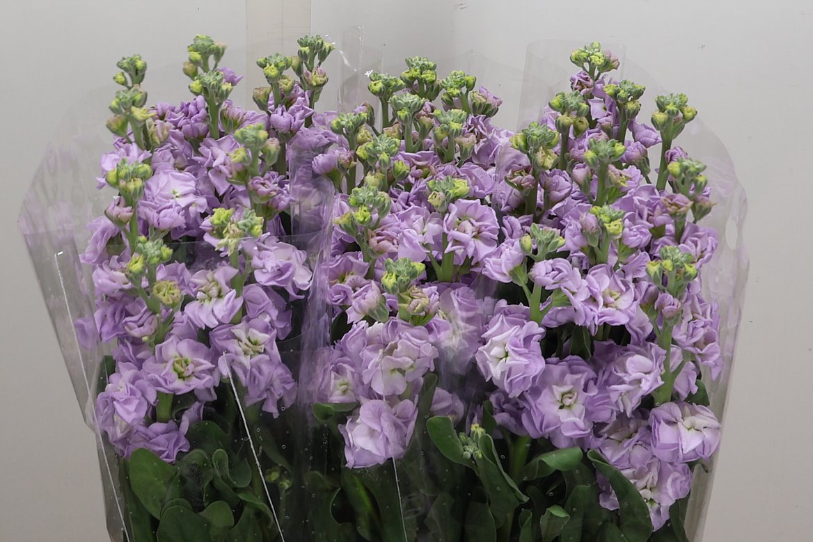 Matthiola Iron Marine 70cm