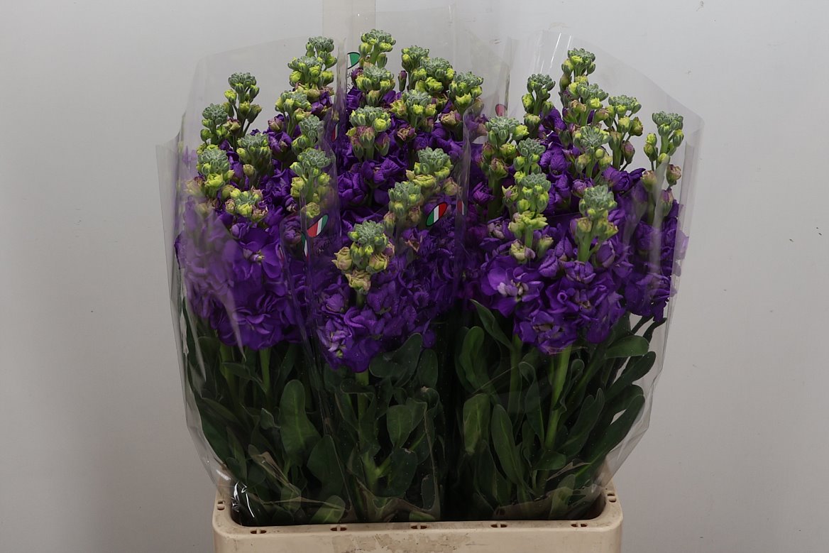 Matthiola Iron Purple 65cm