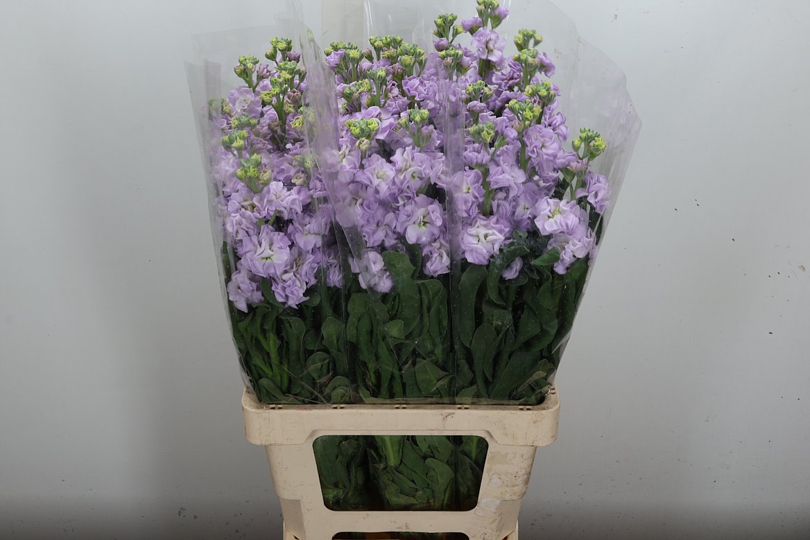 Matthiola Iron Cherry Blossom 70cm