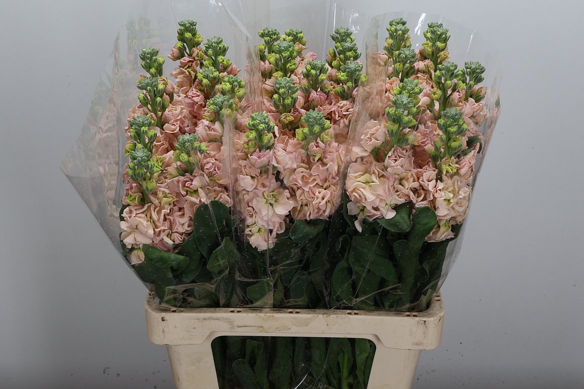Matthiola Iron Apricot 70cm