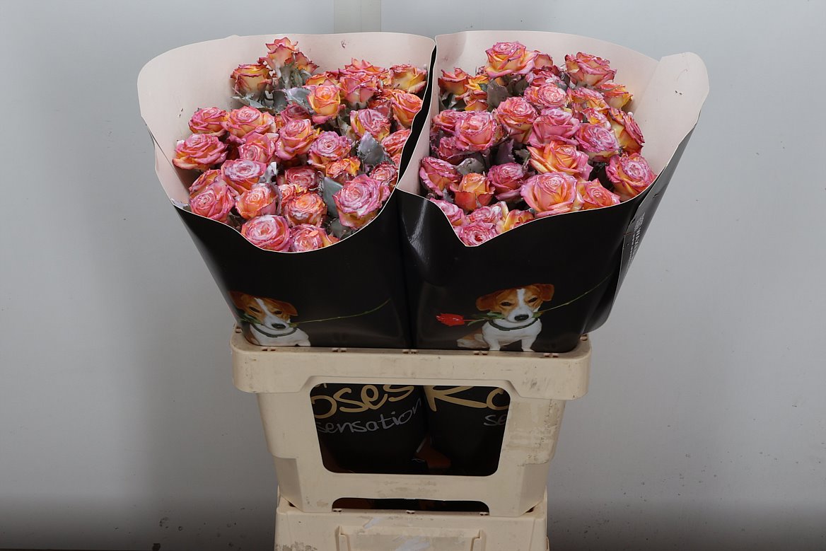 Rosa Waxed 60cm