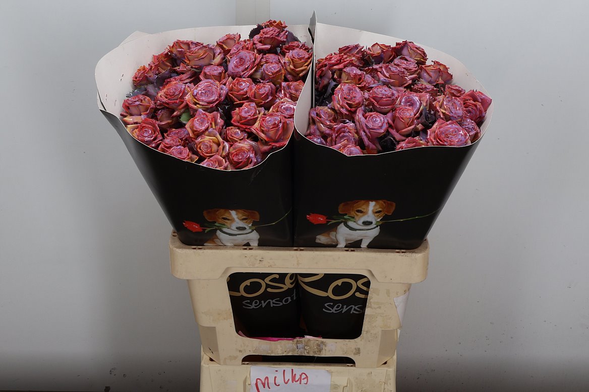 Rosa Waxed 60cm