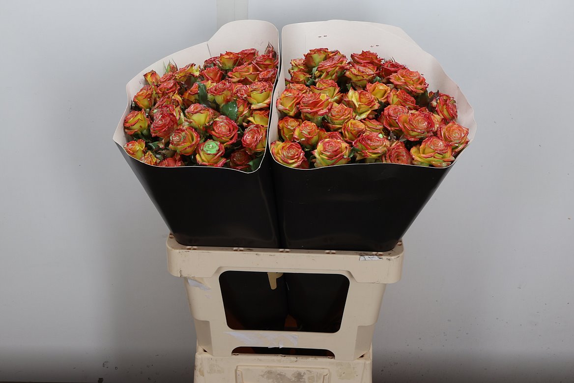 Rosa Waxed 60cm