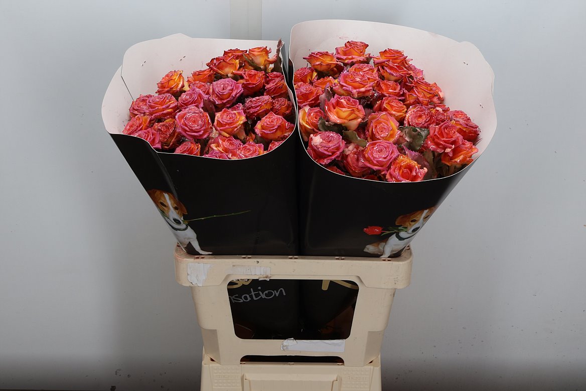 Rosa Waxed 60cm