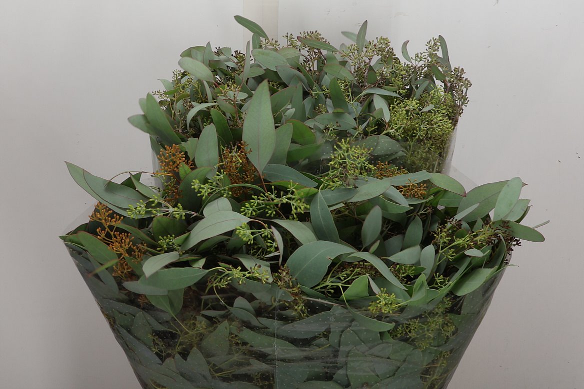 Eucalyptus Bnch Polyanthemos Fru 60cm