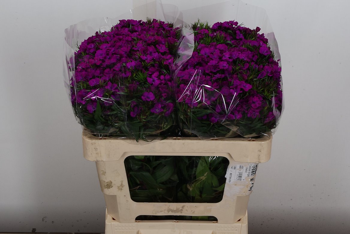 Dianthus Barb Neon Purple 55cm