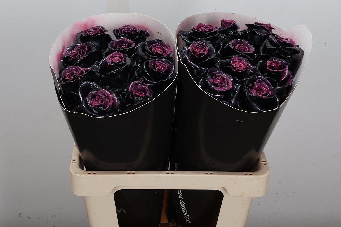 Rosa Waxed 60cm