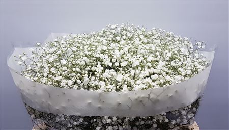 Gypsophila Paniculata Cosmic 80cm 40gr.