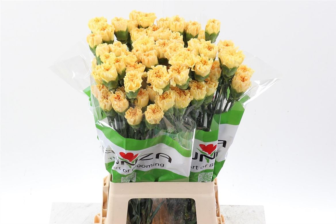 Dianthus Single Golden Gate 70cm