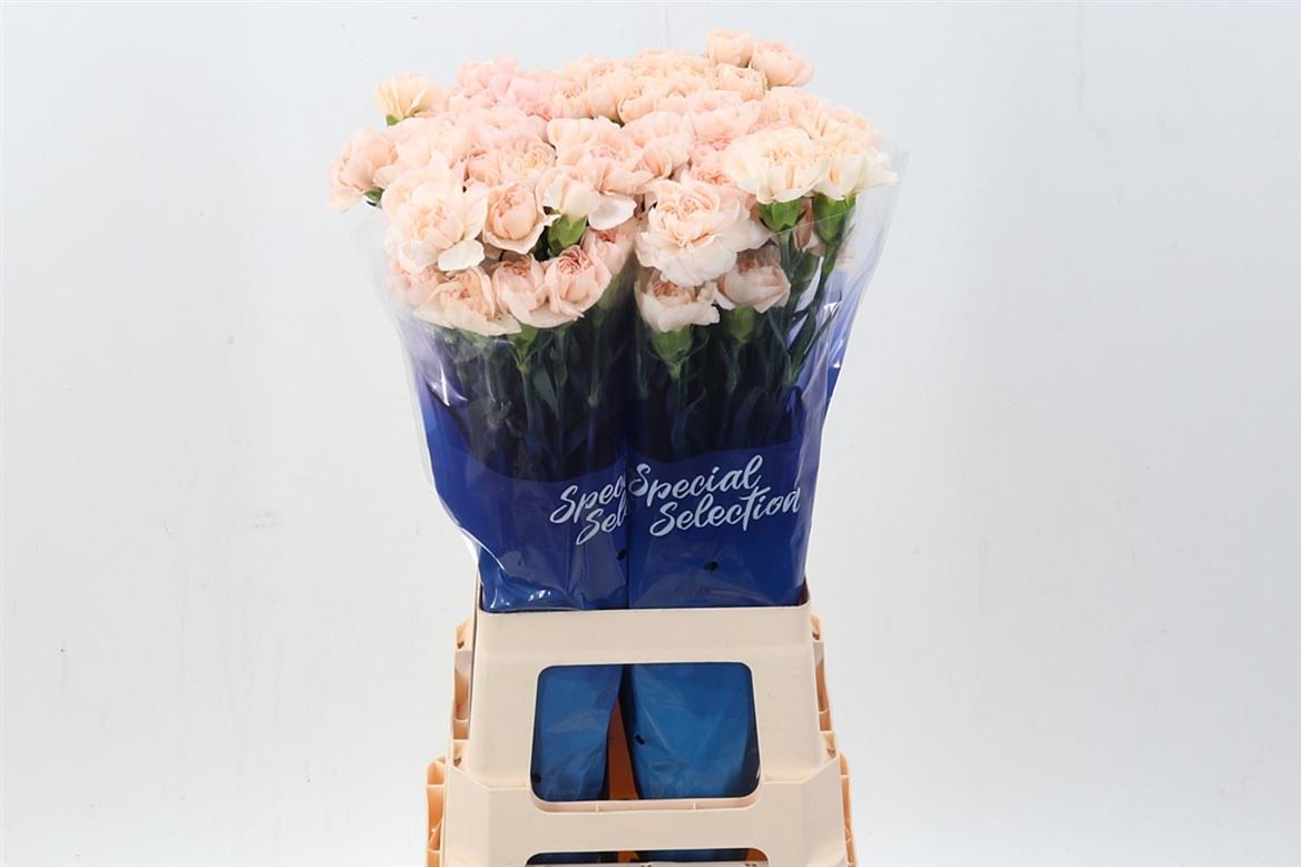 Dianthus Single Lizzy 70cm