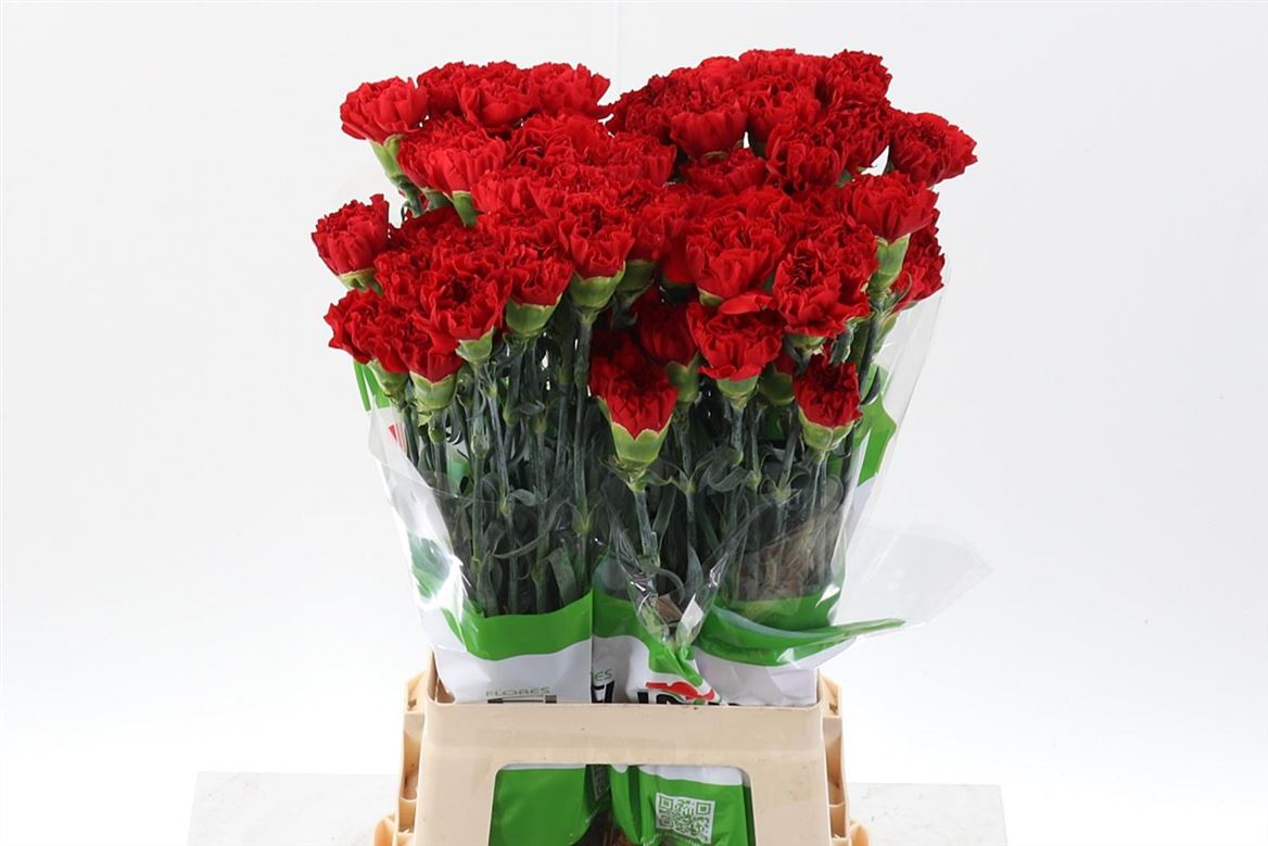 Dianthus Single Grandsole 70cm