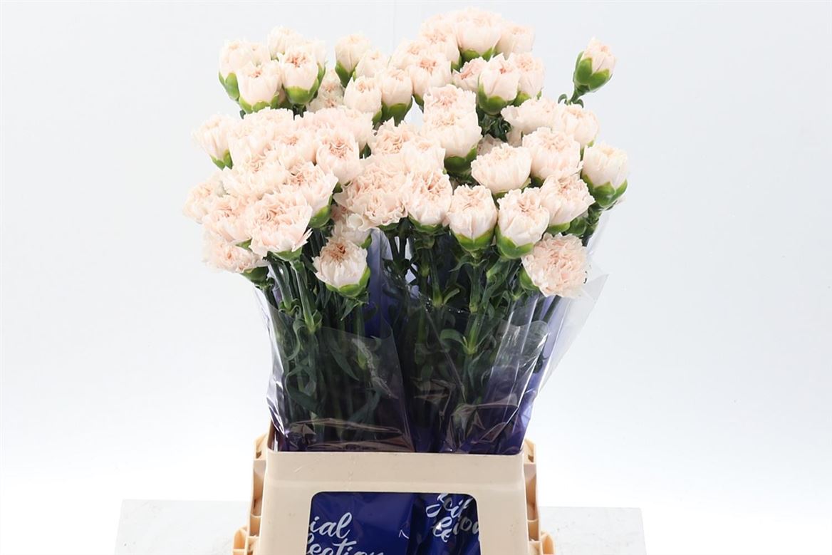 Dianthus Single Brut 70cm