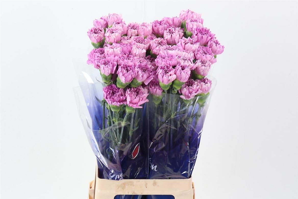 Dianthus Single Yukari Scuro 70cm